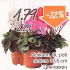 Allahindlus - Alpikann, tk, 