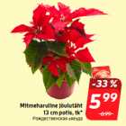 Mitmeharuline jõulutäht
13 cm potis, tk*