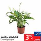 Wallise tõlvlehik  