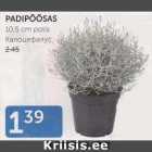 PADIPÕÕSAS 