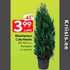 Ebaküpress Columnaris