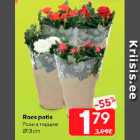 Roos potis d13 cm