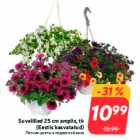 Suvelilled 25 cm amplis, tk
(Eestis kasvatatud)