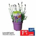 Lavender potis