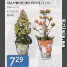 Магазин:Maksimarket, Konsum, AjaO,Скидка:КАЛАНХОЕ В ГОРШКЕ