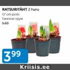 RATSURITÄHT 2 haru