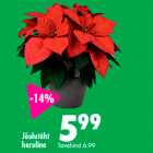 Jõulutäht  haruline