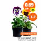 Võõrasema potis, 9 cm, tk