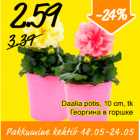 Daalia potis