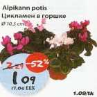 Allahindlus - Aipikann potis