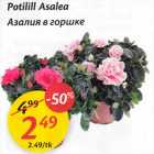 Potilill Asalea
