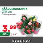 Магазин:Maksimarket, Konsum,Скидка:Роза карликовая