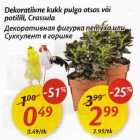Dekoratiivne kukk pulga otsas või
potilill, Crassula