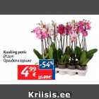 Kuuking potis
Ø12cm
