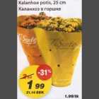 Kalanhoe potis
