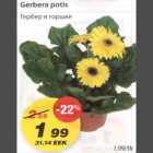 Allahindlus - Gerbera potis