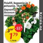 Allahindlus - Peiulill, begoonia ja petunia, 10 tk