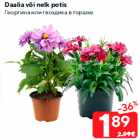 Daalia või nelk potis