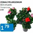 Allahindlus - ZONALE PELARGONIUM 