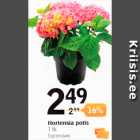 Hortensia potis 1 kg