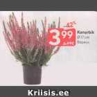 Kanarbik
Ø 17 cm
