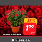 Магазин:Hüper Rimi, Rimi, Mini Rimi,Скидка:Роза в горшке 10,5 см