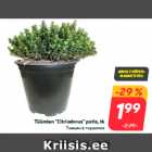 Tüümian "Citriodorus" potis, tk