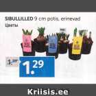 SIBULLILLED 
