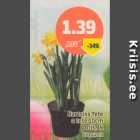 Nartsiss Tere a tete 10 cm, potis, tk