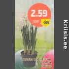 Nartsiss Bridal Crown, 12 cm, tk