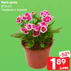 Nelk potis
Ø 12 cm
