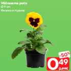 Võõrasema potis
Ø 9 cm
