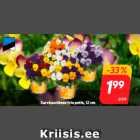 Sarvkannikese trio potis, 12 cm
