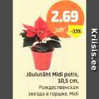 Allahindlus - Jõulutäht Midi potis, 10,5 cm