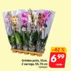 Orhidee potis, 12cm,
2 varrega, 55-70 cm