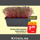 Punane mikro amarant
Hansa Herbs, tk