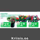 Erinevad lilled