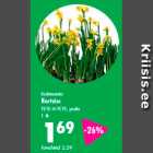 Kolmaista Nartsiss