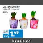 LILL IDAHÜATSINT