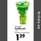 Kotimaista Basiilik potis 1 tk