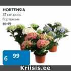 HORTENSIA 