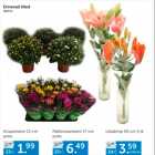 Erinevad lilled