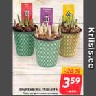 Sibullillede mix, 14 cm potis
