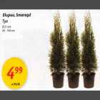 Elupuu,Smaragd d 21 сm 80-100cm