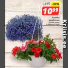 Магазин:Hüper Rimi, Rimi,Скидка:Летние цветы
 в подвесной вазе