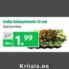 Магазин:Maksimarket, Konsum,Скидка:Хризантема