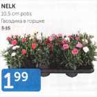 ГВОЗДИКА В ГОРШКЕ
